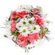 This bouquet, expertly crafted by Harold Park florists, radiates the spirit of spring renewal so admired in local parks and gardens. Centered beneath clear, soft daylight, the arrangement opens with crisp white daisies, their golden-green centers shining brightly, and plush coral-pink carnations ruffling outward in generous profusion. Scattered clouds of delicate gypsophila seem to float among the blooms, imparting an airy, whimsical charm that mirrors Harold Park's verdant charm. Slender alstroemeria buds, tinged in gentle blush and purple, peek thoughtfully from the rich greenery, hinting at blossoms yet to unfurl. Eucalyptus leaves-matte and silvery-offer cool contrast to the bouquet's vivid hues, while deeper green foliage frames the composition in natural elegance. This harmonious mix conveys tranquil joy and heartfelt cheer, making it the perfect choice for birthdays, congratulations, or simply brightening a day in Harold Park. The careful placement, fresh palette, and uplifting textures all speak to a florist's devotion, ensuring every bouquet delivered locally is a meaningful gesture of connection and celebration.
