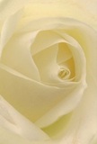 This intimate image immerses you deep within the heart of a Harold Park cream-white rose, where each delicate petal unfurls in a serene spiral that seems to invite gentle contemplation. The tactile softness is evident-the petals appear almost weightless, touched by the faint hint of morning dew so familiar in Harold Park gardens. Soft, curling shadows nestle between the ivory folds, creating an elegant depth and a sense of quiet drama. The entire scene radiates peace: the kind found in a reflective morning stroll around Maylands Avenue or as part of a deeply felt, heartfelt gesture. For us at Flowers Harold Park, this rose epitomizes reverence-whether chosen to convey sympathy, admiration, or mark a poignant new beginning. The barely-there fragrance is delicately sweet, evoking memories of springtime air after light rain. From close up, you sense not only the craftsmanship, but the tenderness and care behind offering such a bloom to someone dear in the Harold Park community.